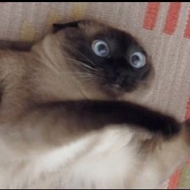 Team Page: Brennan’s Rabid Squirrel Squad